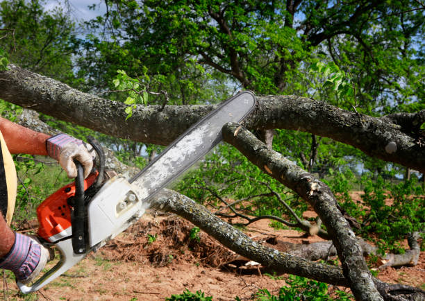 Why Choose Our Tree Removal Services in Fritch, TX?