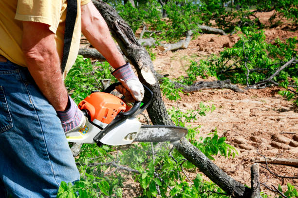 Professional  Tree Services in Fritch, TX